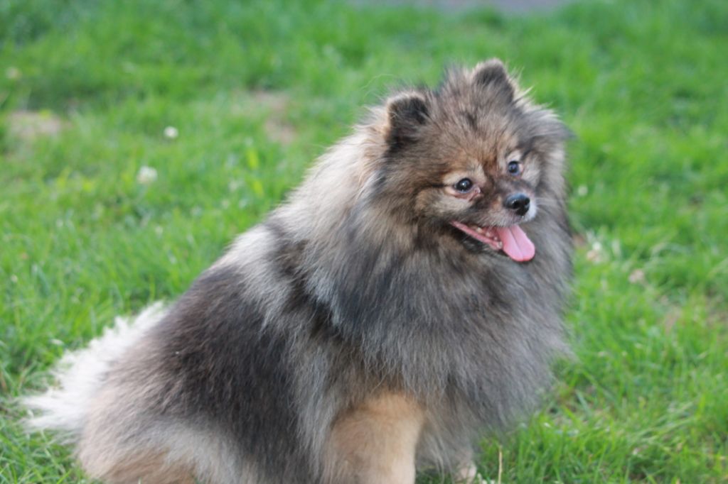 Jaya Des Souffles Sacres