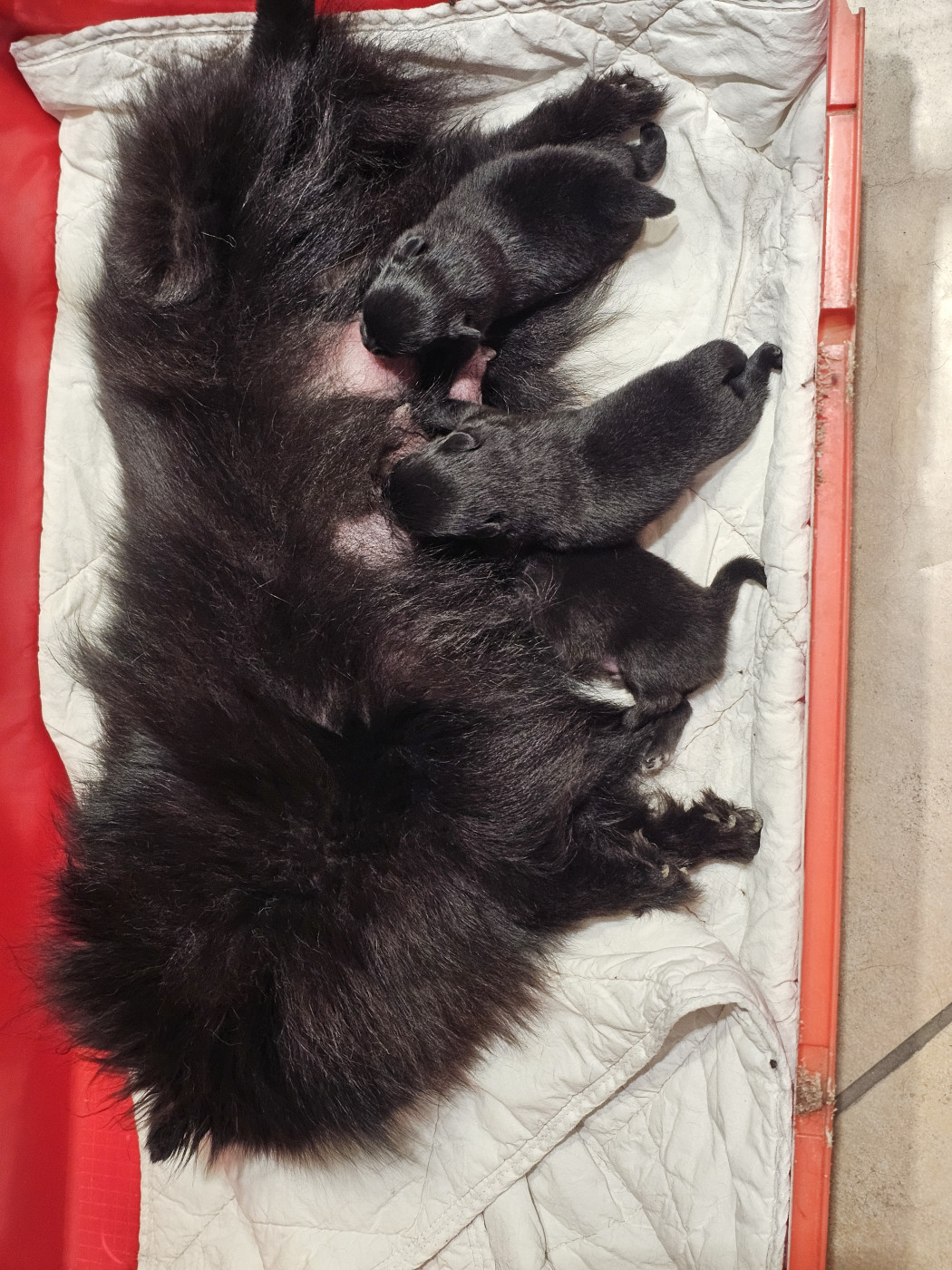 Chiot Spitz allemand Des Souffles Sacres