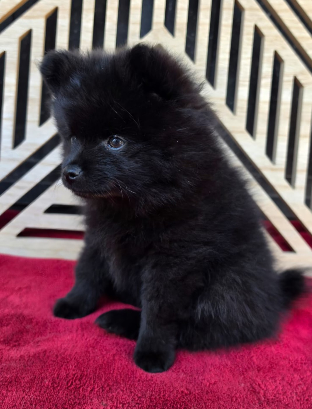Des Souffles Sacres - Chiots disponibles - Spitz allemand