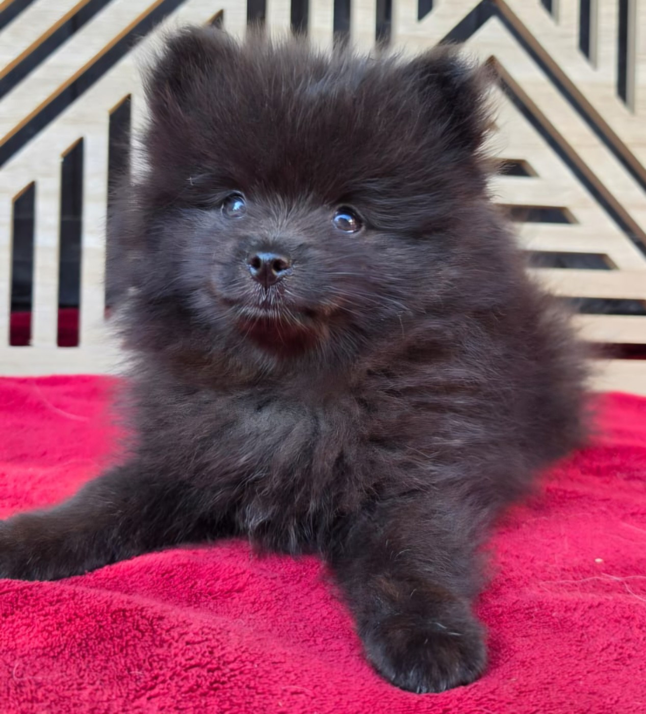 Des Souffles Sacres - Chiots disponibles - Spitz allemand