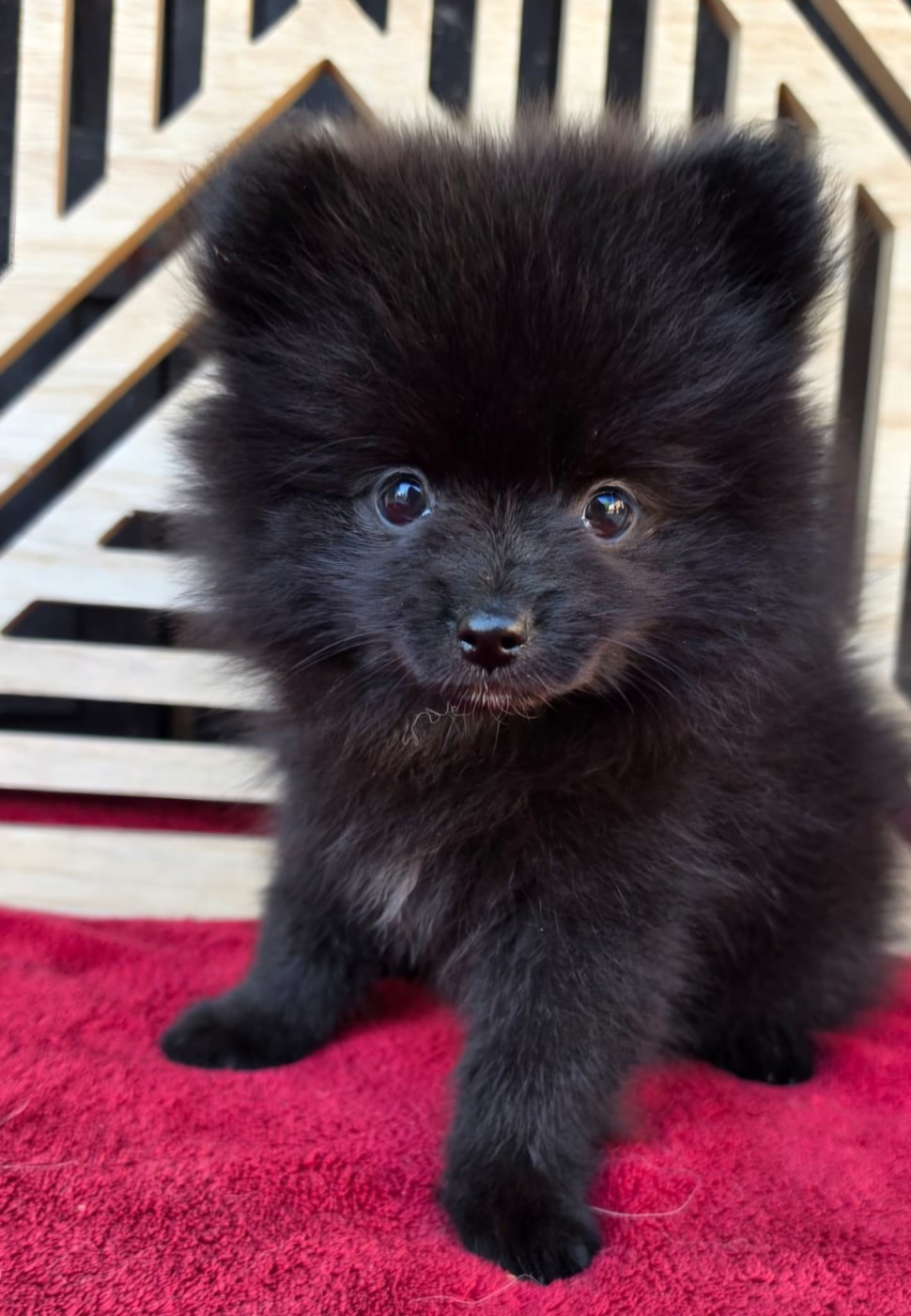 Des Souffles Sacres - Chiots disponibles - Spitz allemand