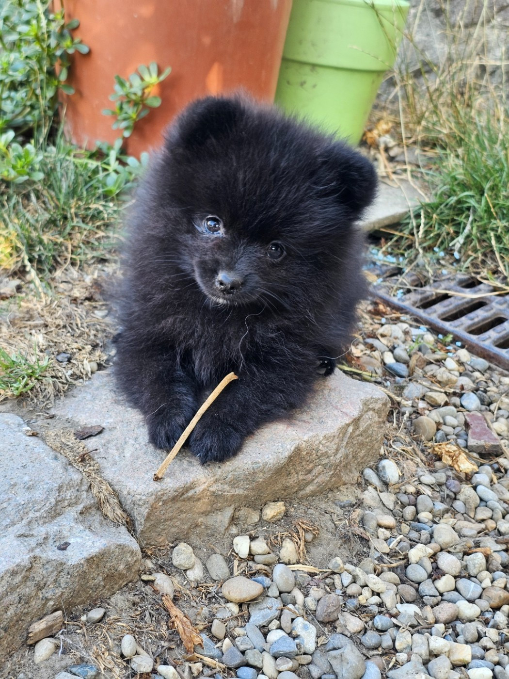 Des Souffles Sacres - Chiots disponibles - Spitz allemand