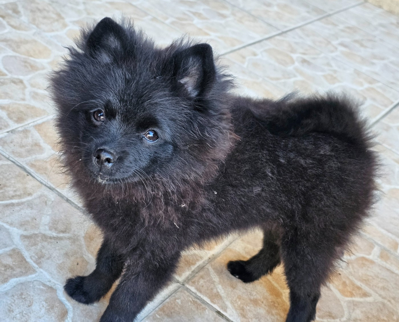 Des Souffles Sacres - Chiots disponibles - Spitz allemand