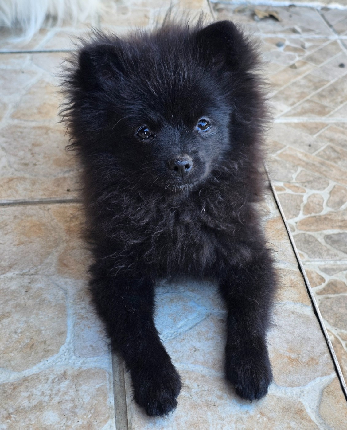 Des Souffles Sacres - Chiots disponibles - Spitz allemand