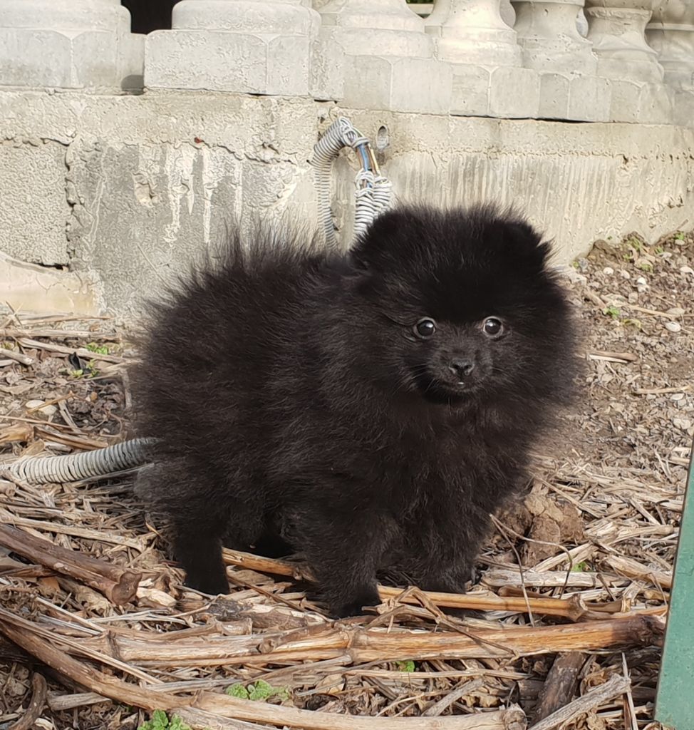 Des Souffles Sacres - Spitz allemand - Portée née le 12/11/2018